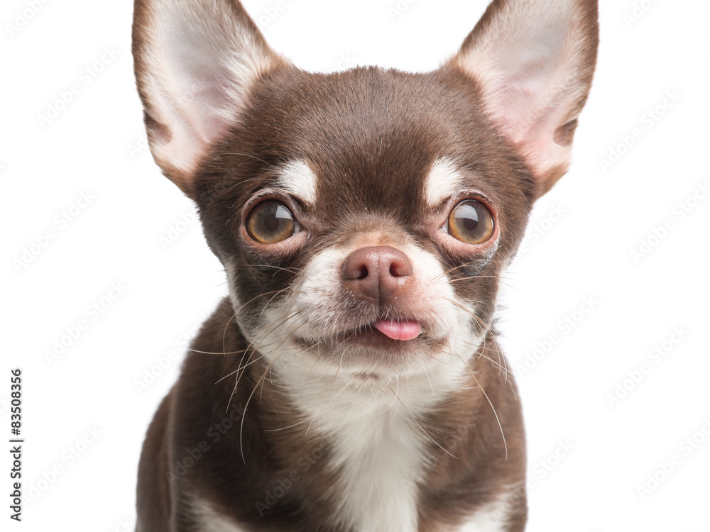 Chihuahua portrait with its tongue sticking out 