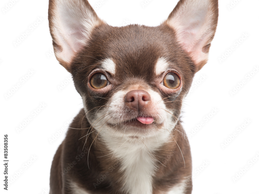 Obraz premium Chihuahua portrait with its tongue sticking out 