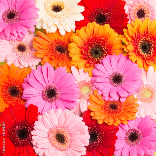 Colorfull Gerbera's seen from above