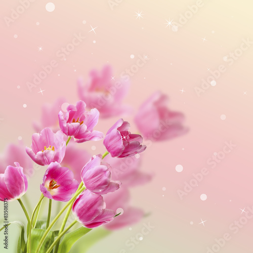 Fototapeta Naklejka Na Ścianę i Meble -  Beautiful tulips on bright background