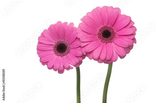 Two pink gerbera s isolated