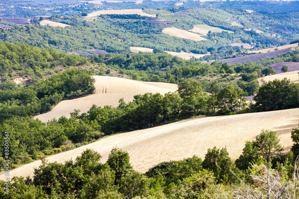 fields with trees, Provence, France