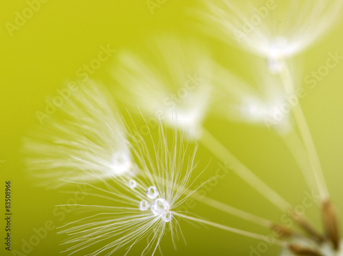 Spring dandelion