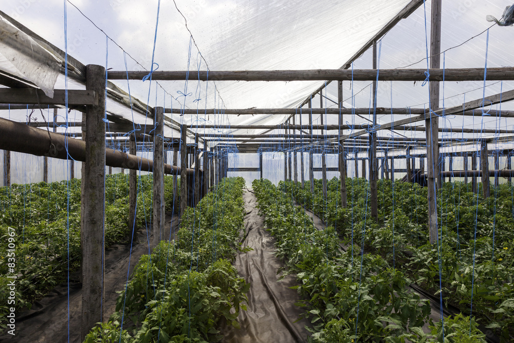 tomato and cucumber plants in a greenhouse