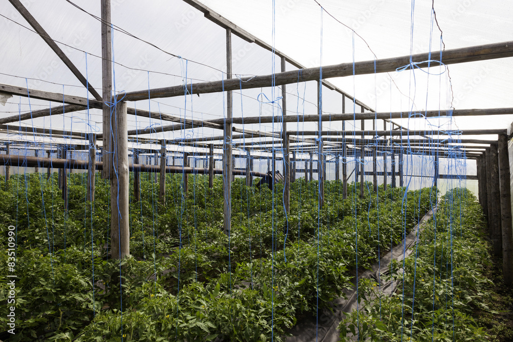 tomato and cucumber plants in a greenhouse