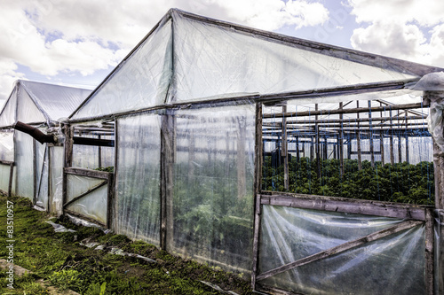 tomato and cucumber plants in a greenhouse © fotojanis