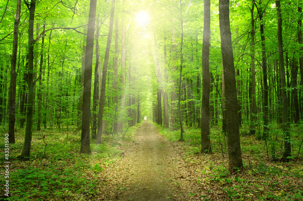 sunlight forest sunlight forest