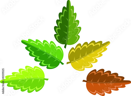 leaf changes color with the seasons
