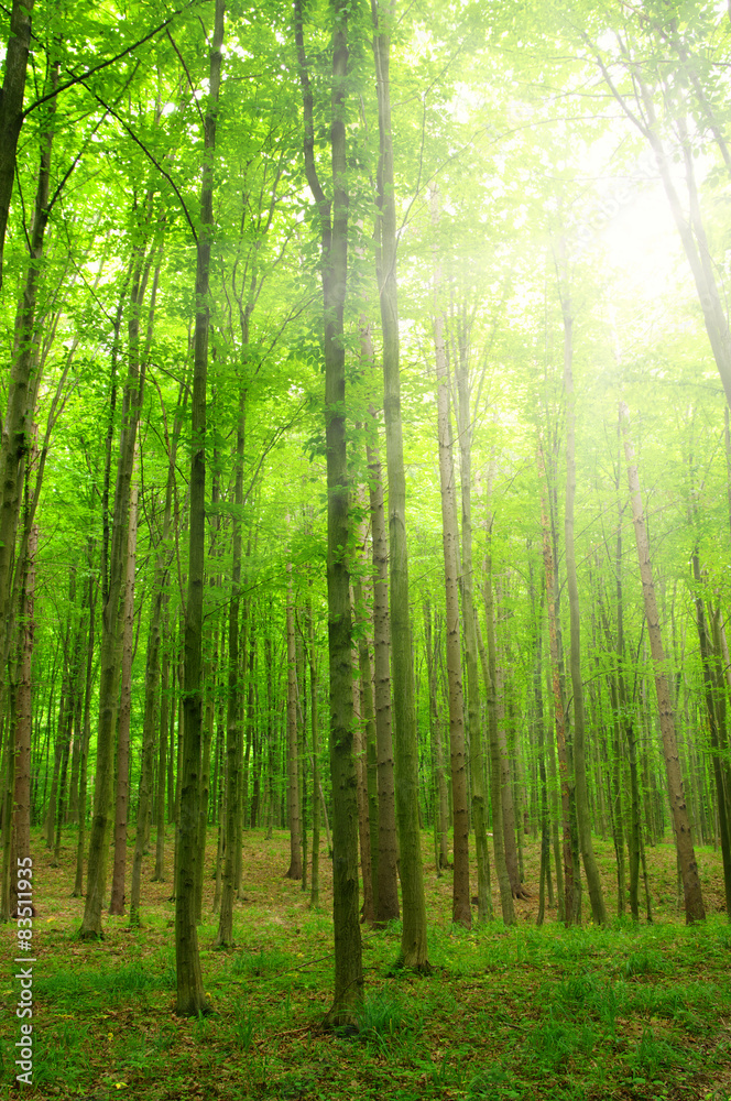  sunlight forest