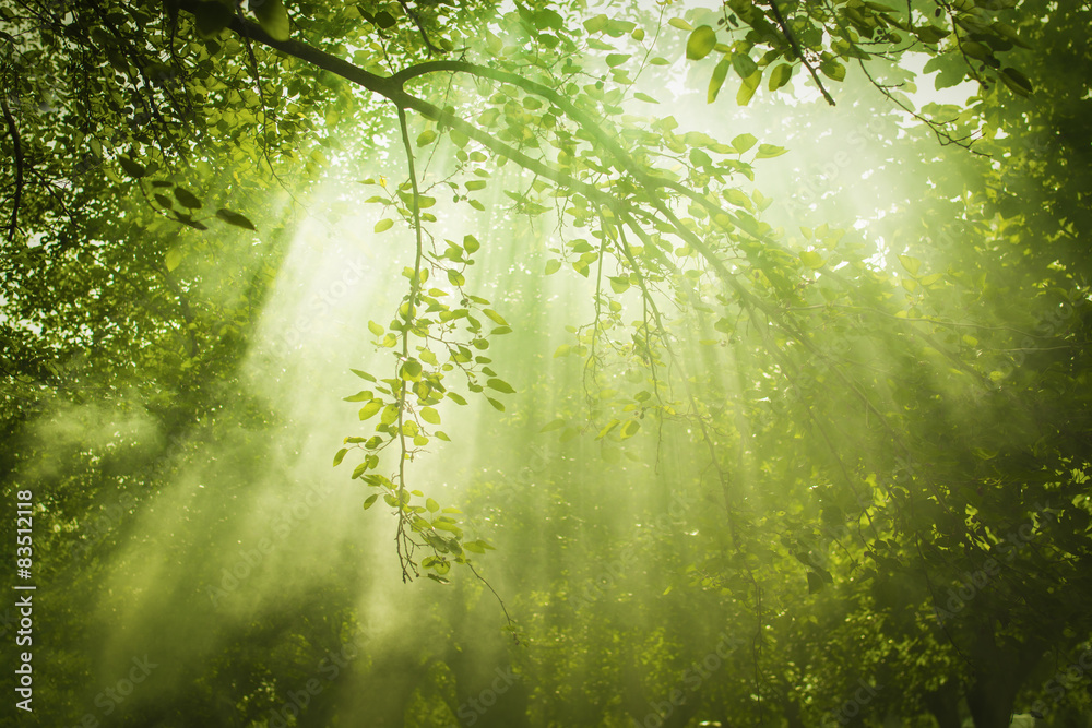 Green Forest with Sunbeam - obrazy, fototapety, plakaty 