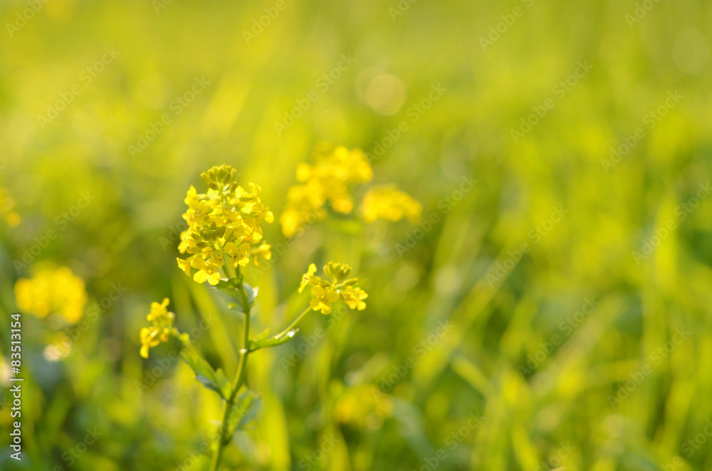 Yellow flower on summer background, selective focus