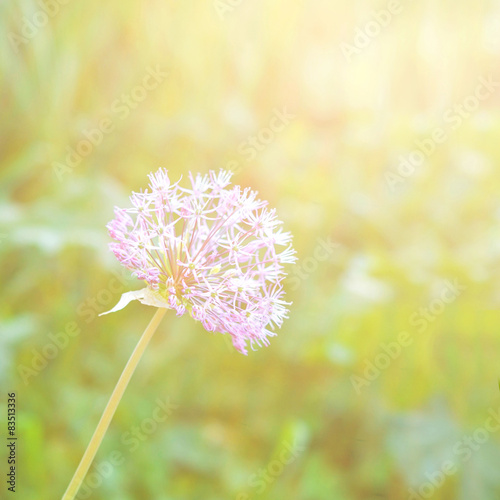 Fluffy lilac dandelion or allium, sunset
