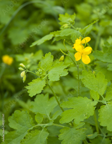 Yellow Greater celandine (Chelidonium majus) in natural habitat