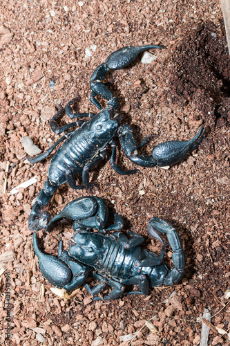 black Scorpion on the ground