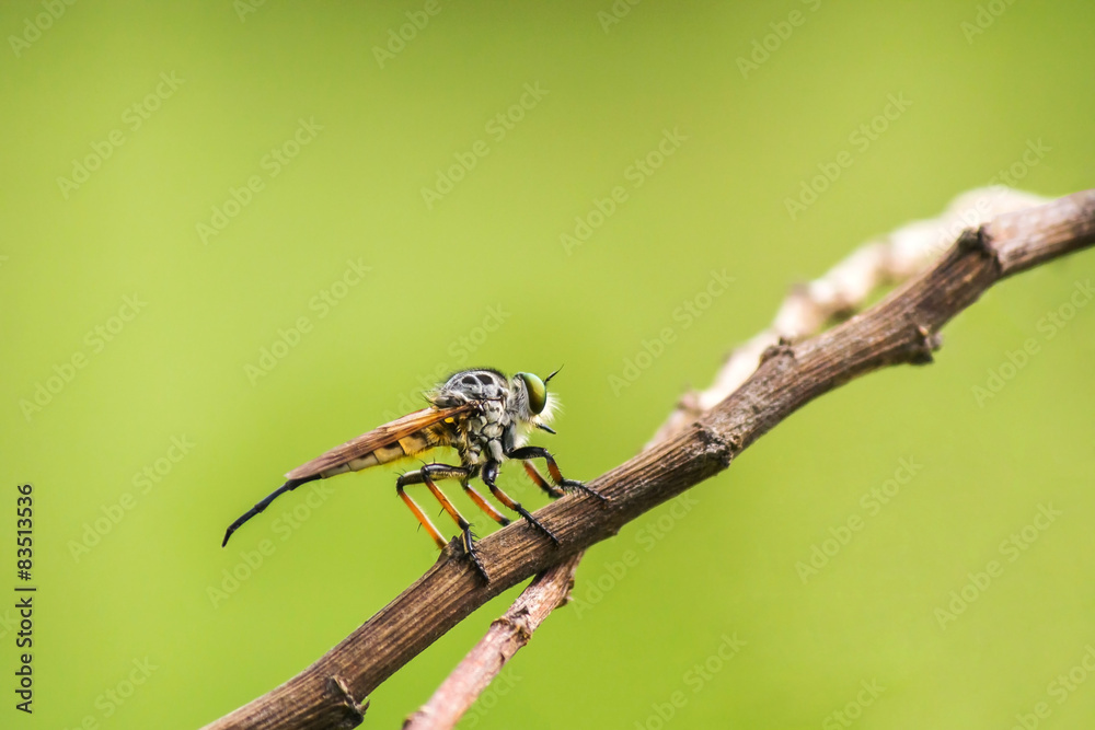 robber fly standing on twig waiting for prey robber fly standing on twig waiting for prey