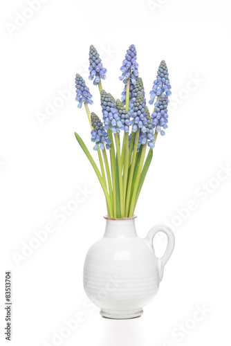 Isolated bunch of grape hyacints in a white vase