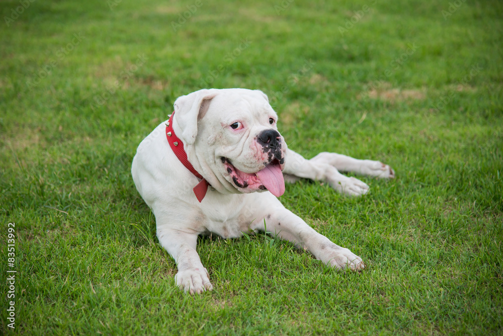 White boxer dog lying