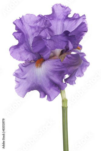 Fototapeta Naklejka Na Ścianę i Meble -  iris