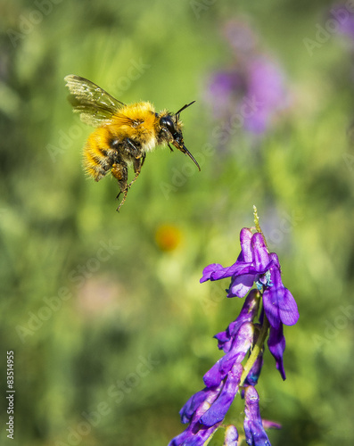 bourdon et fleur photo