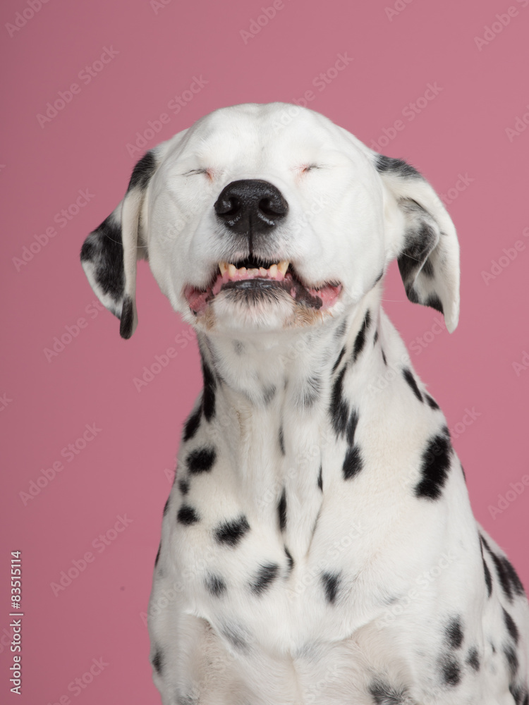 Portrait of a laughing dalmatian dog at a pink background