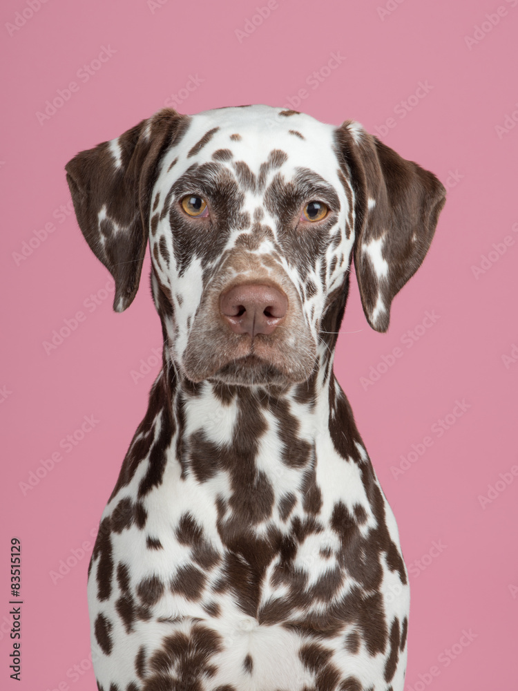 Portrait of a brown and white dalmatian dog facing the camera at a pink background