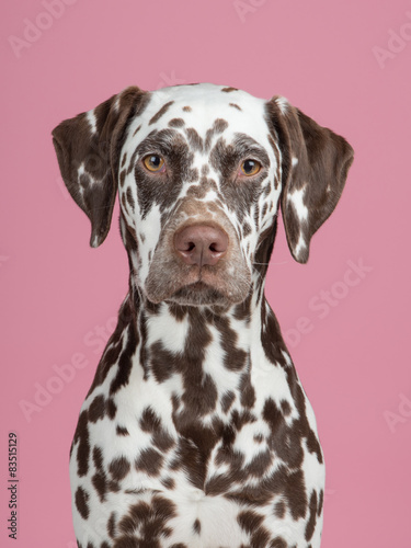 Fototapeta Naklejka Na Ścianę i Meble -  Portrait of a brown and white dalmatian dog facing the camera at a pink background