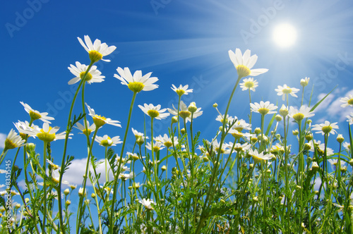  daisy flowers