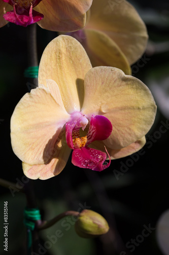 beautiful orchid flower in garden