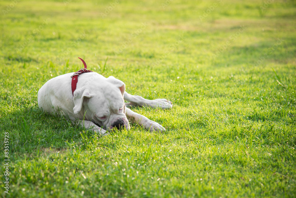 Very tired white dog lying on green grass Very tired white dog lying on green grass