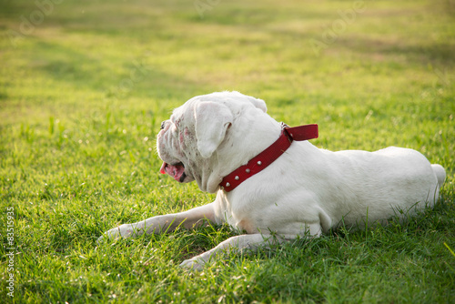 Very tired white dog lying on green grass