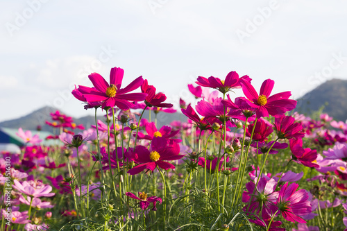 Close up Pink cosmos flower