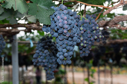 Grapevines with Bunches of Grapes ingarden photo