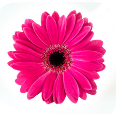Handdoek met foto Gerbera Gerbera bloem in helder licht  © PhotoSG