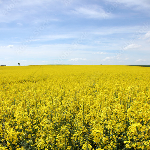 Rapsfeld im Sommer