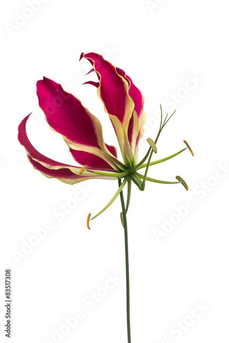 Fototapeta Naklejka Na Ścianę i Meble -  One blooming gloriosa, glory lily flower isolated at a white background