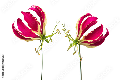 Fototapeta Naklejka Na Ścianę i Meble -  Two blooming gloriosa, glory lilies at a white background