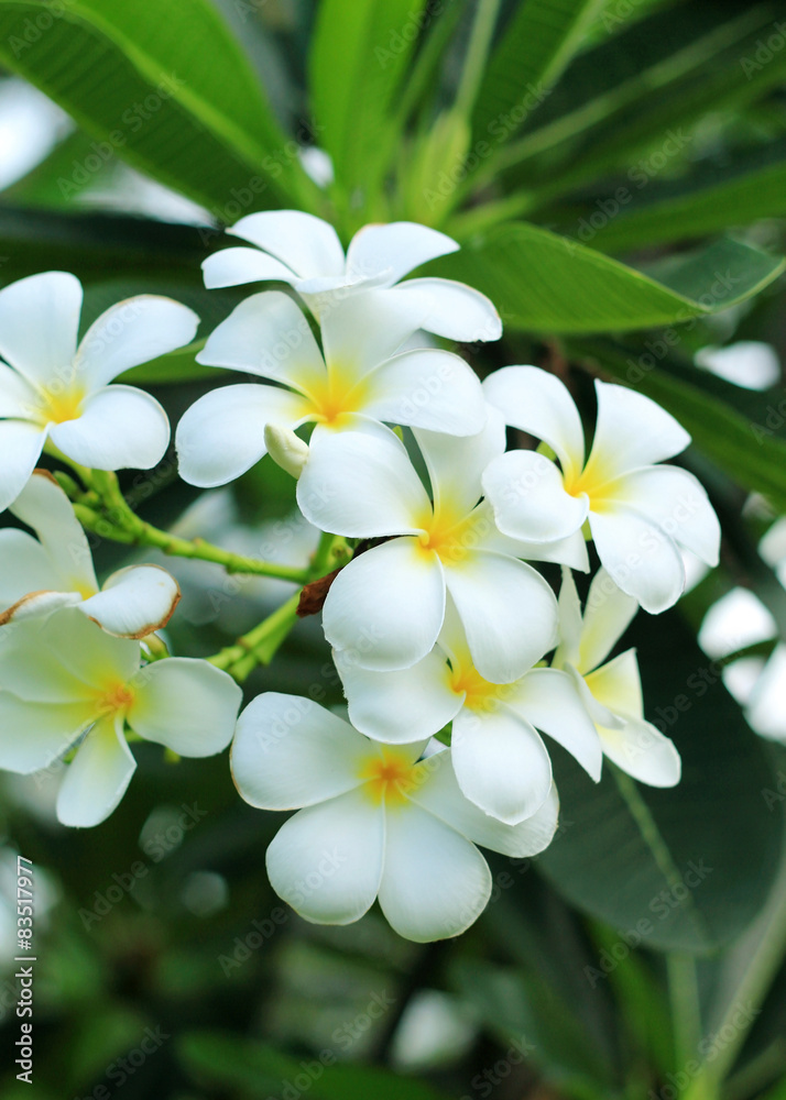 Exotic frangipani flower (plumeria)