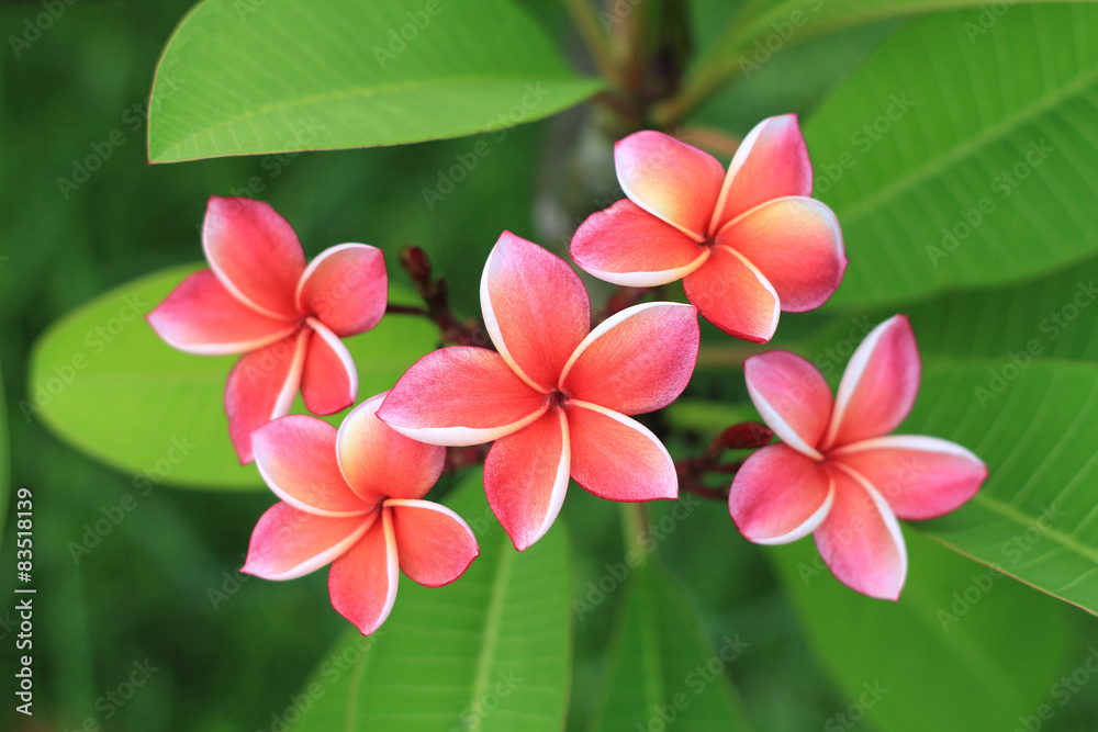 Exotic frangipani flower (plumeria)