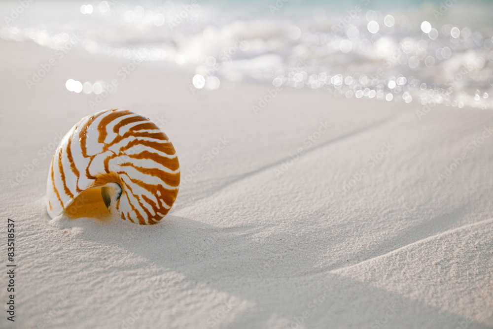 nautilus shell on white beach sand, against sea waves nautilus shell on white beach sand, against sea waves