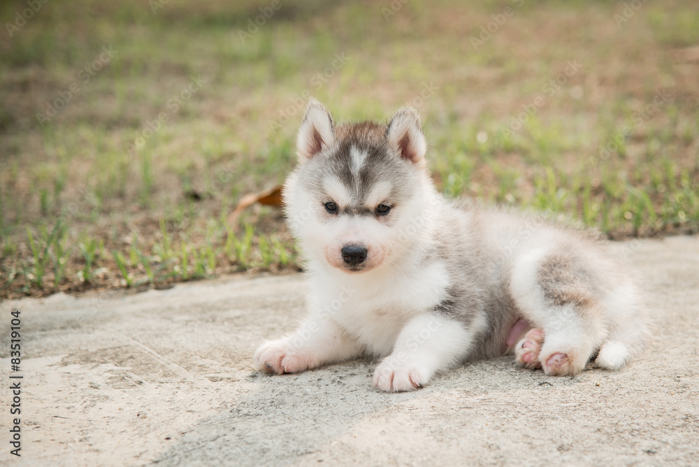Fototapeta premium Handicapped Siberian husky puppy