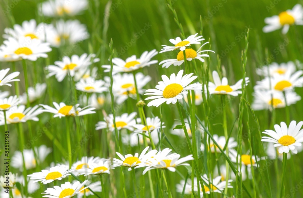 Fototapeta premium Margeriten / Blumenwiese