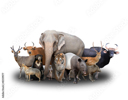 group of asia animals