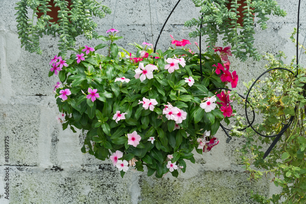 Hanging Flower