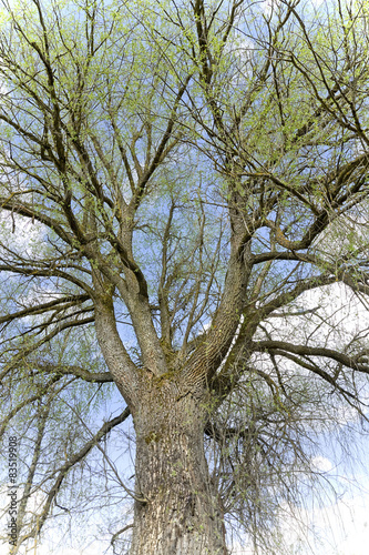 Old willow tree in springtime