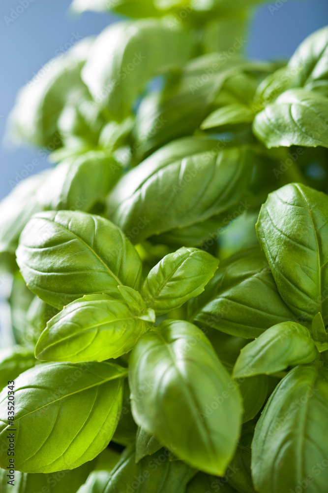 fresh basil leaves herb background fresh basil leaves herb background