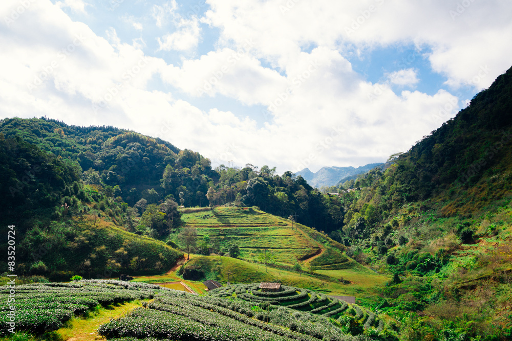 Tea plantation in the Doi Ang Khang, Chiang Mai, Thailand