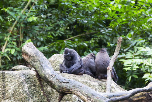 monkeys in the wild filmed close up © lester120