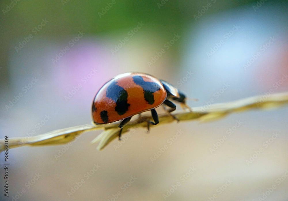 Fototapeta premium Ladybug on grass flower