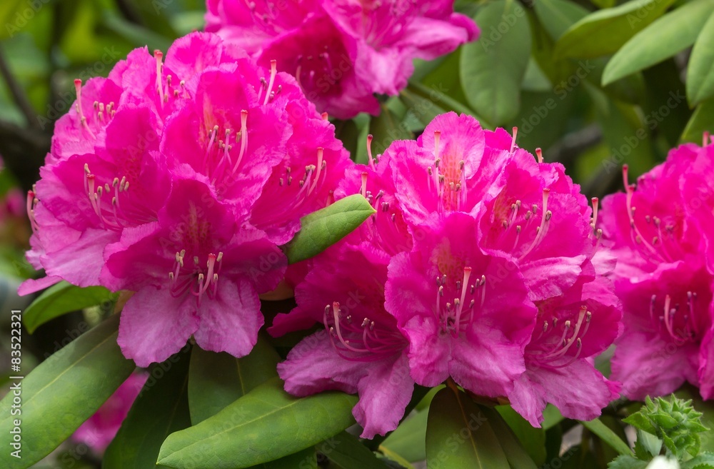 Obraz Rhododendronblüte
