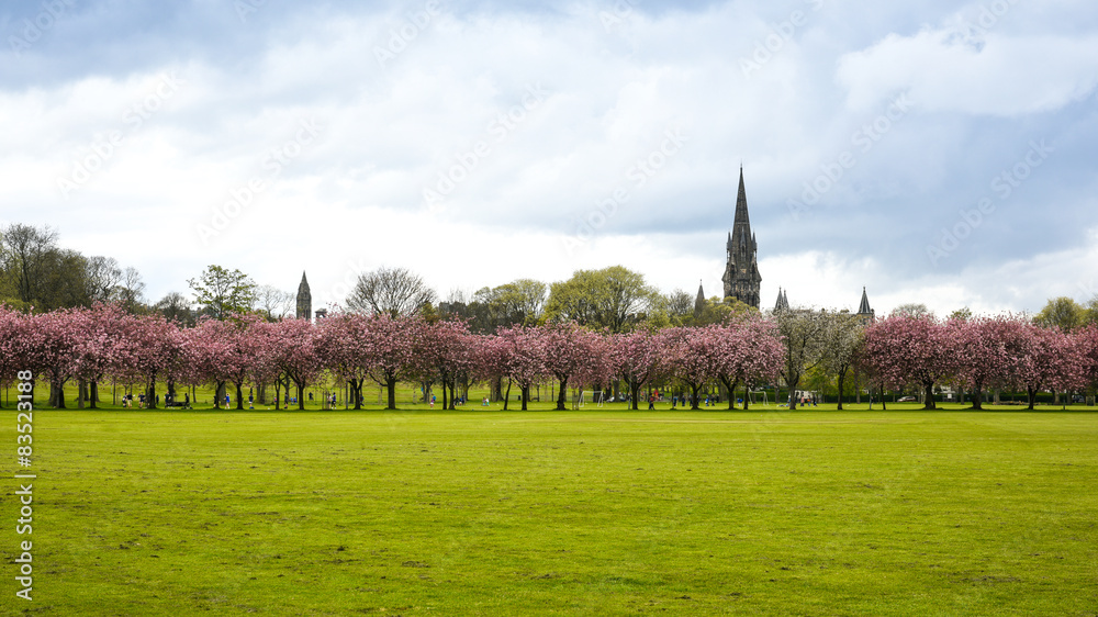 Obraz premium Spring in Meadows park, Edinburgh, sakura trees alley